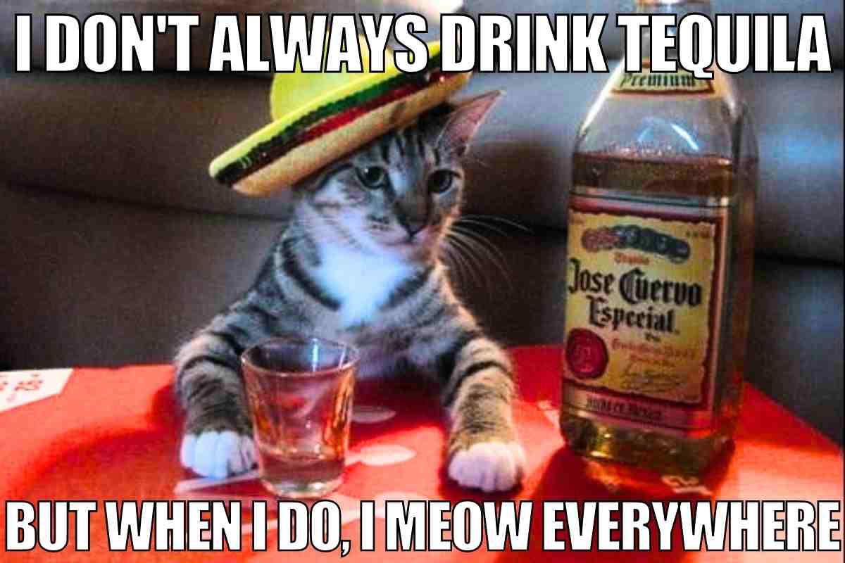 tequila meme drink Funny tequila meme featuring a cat wearing a sombrero next to a tequila bottle and shot glass, accompanied by the text: 'I don't always drink tequila, but when I do, I meow everywhere.'