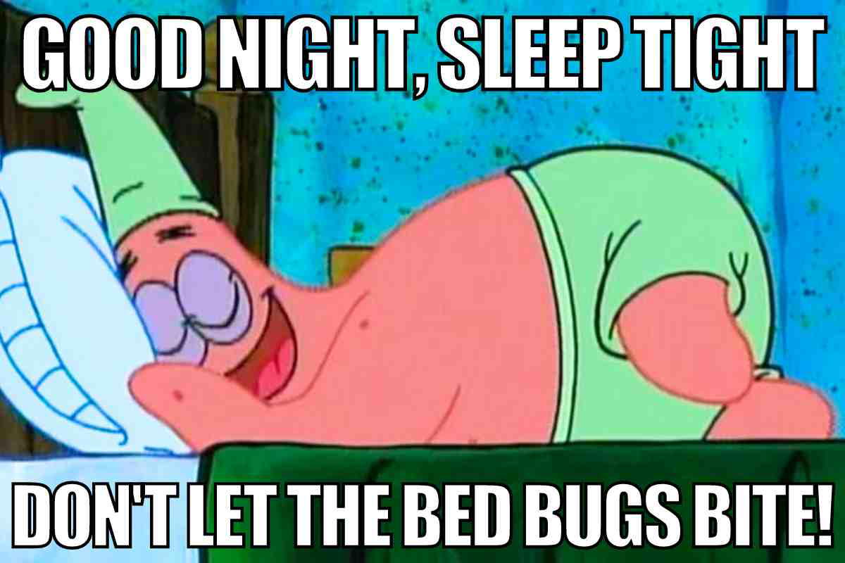 bed bugs meme bed bugs meme