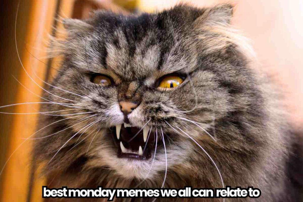 best monday memes A fluffy cat with a fierce expression showing its teeth, accompanied by the caption "best monday memes we all can relate to."