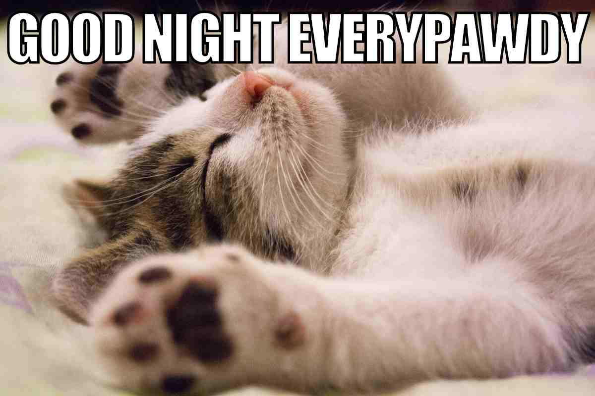 cat goodnight meme Meme of a sleeping kitten with paws up, captioned 'Good Night Everypawdy,' sending purr-fectly adorable bedtime vibes.