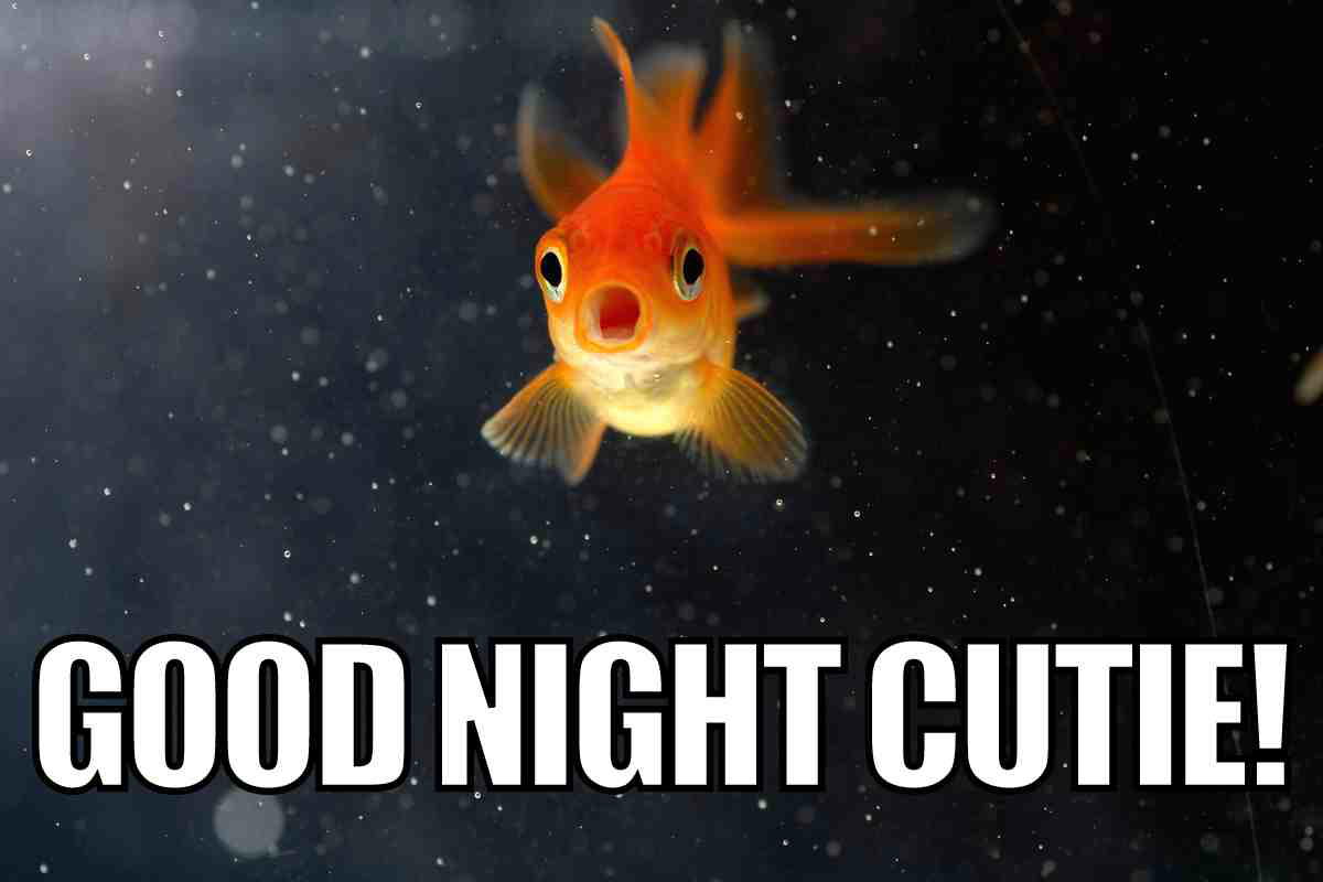cute goodnight meme A humorous goodnight meme featuring a surprised goldfish with the caption 'GOOD NIGHT CUTIE!' swimming in a sea of dreams.
