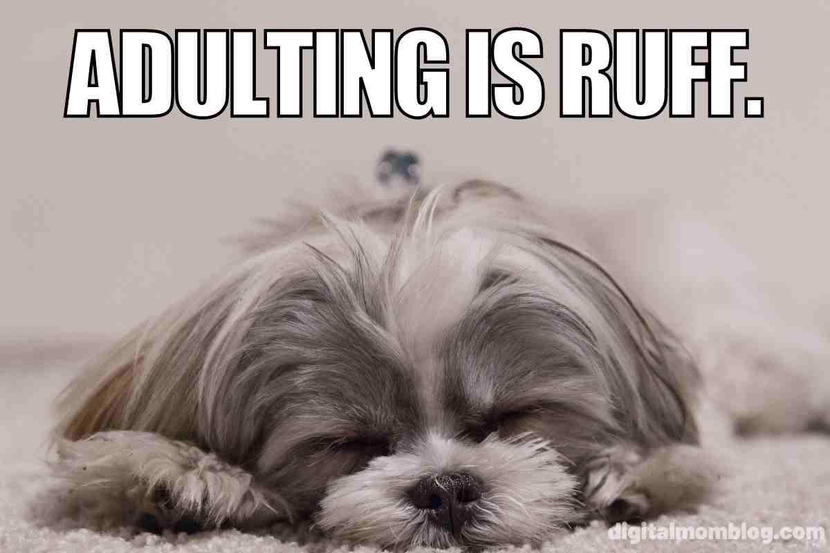 dog adulting meme dog adulting meme