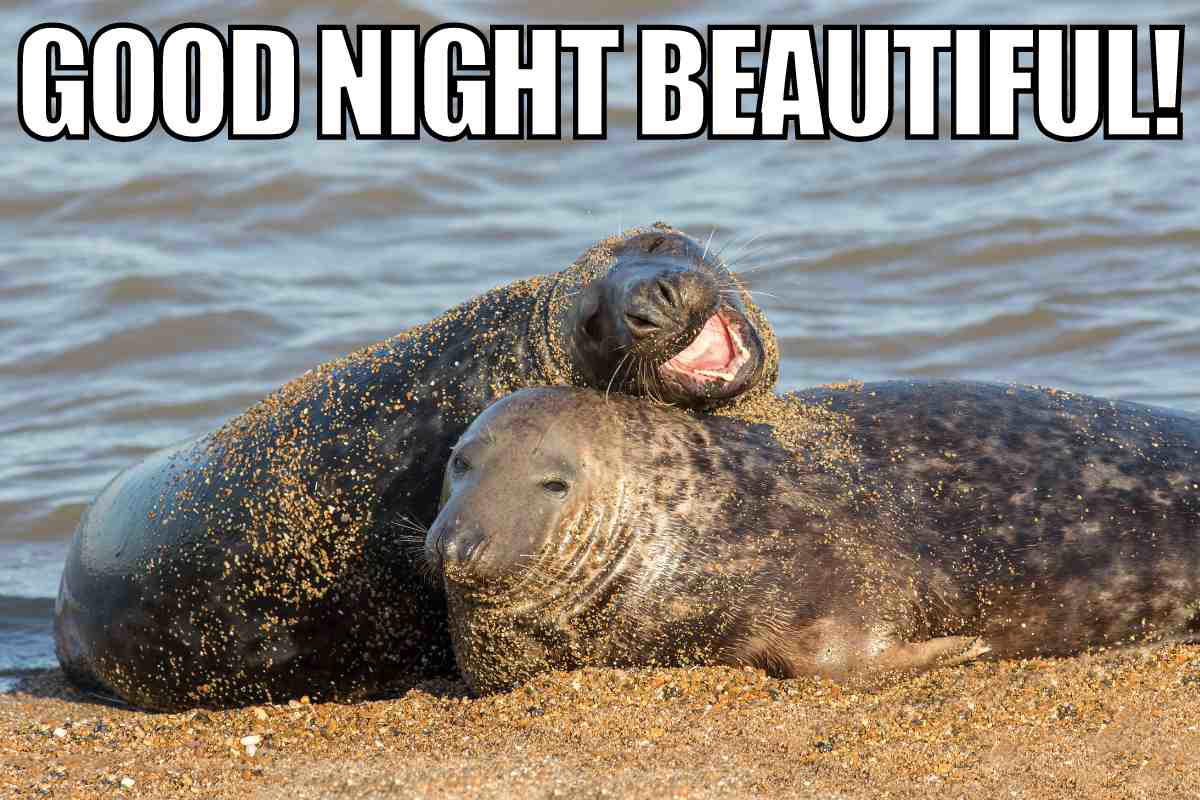 goodnight beautiful meme Meme with two happy seals cuddling on the beach, captioned 'Good Night Beautiful!' for a bedtime laugh.