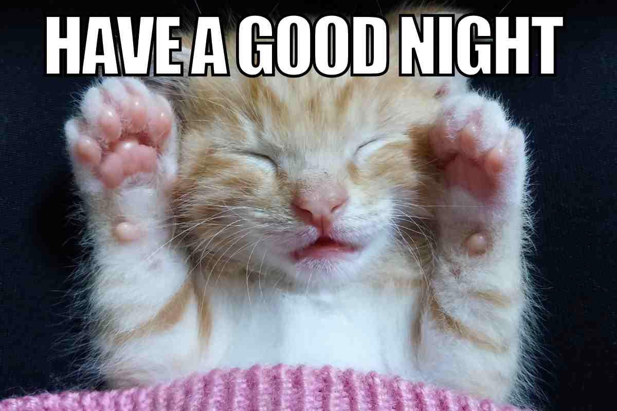goodnight cat meme funny Adorable meme of a sleeping kitten with paws up, captioned 'Have a Good Night,' perfect for sending snooze vibes.