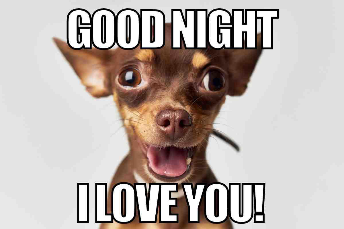 goodnight i love you meme Meme of an adorable, wide-eyed chihuahua with the text 'Good Night, I Love You!' conveying a heartwarming bedtime sentiment mixed with humor.