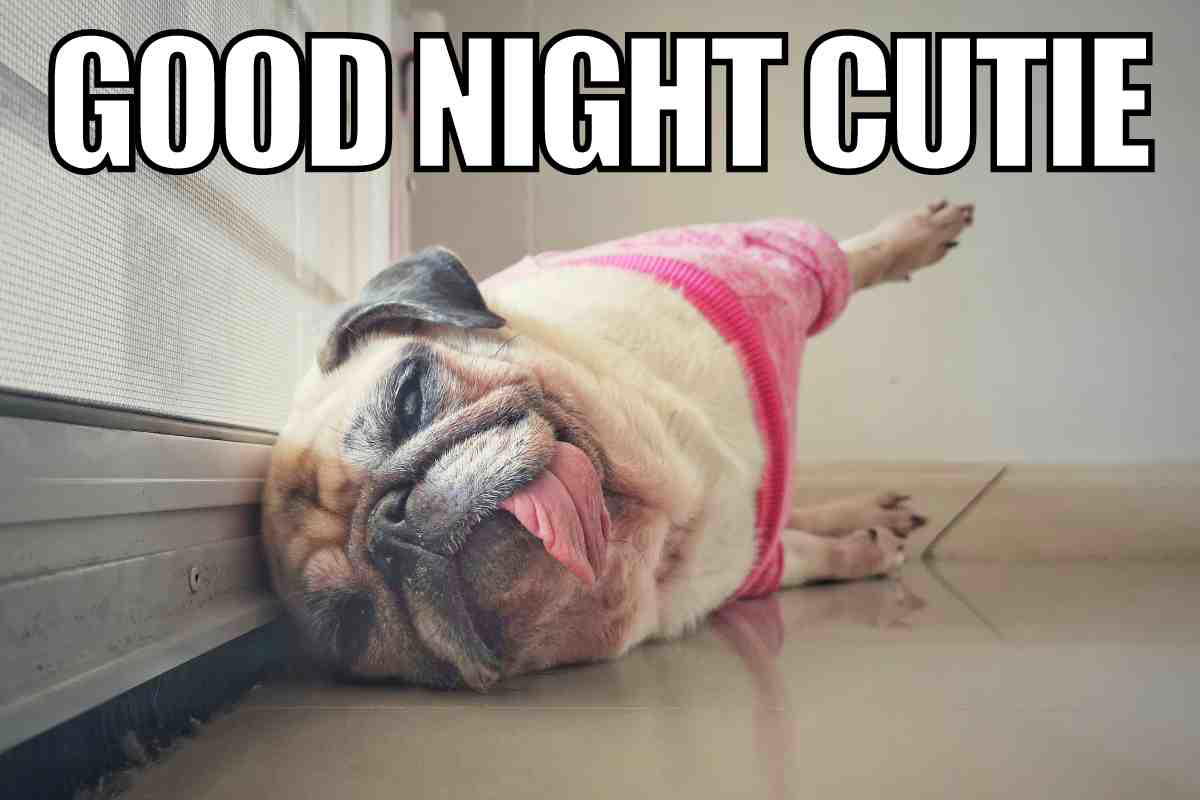 goodnight meme for her Hilarious goodnight meme featuring a napping pug in a pink pajamas outfit, with the text 'Good Night Cutie' overhead, captured in an adorably dramatic pose affectionately hugging the floor.