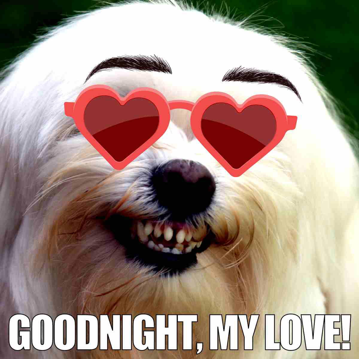 goodnight meme love A cheeky dog wearing heart-shaped sunglasses and mischievously grinning with the text 'Goodnight, my love!' in a funny goodnight meme style.
