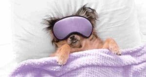 Funny goodnight meme of a dog wearing a purple sleep mask, snug under a lavender blanket, looking ready for a snooze.