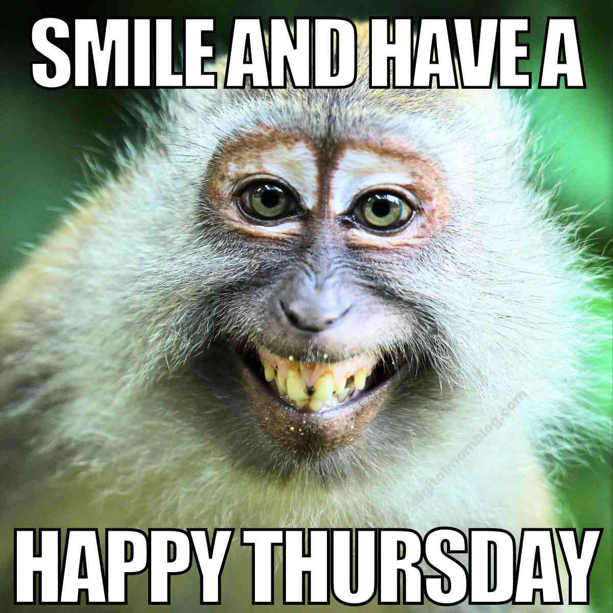 happy thursday smile meme A smiling monkey with big, cheesy grin captioned 'Smile and have a Happy Thursday,' embodying the spirit of Thursday memes by encouraging a joyful end-of-week mood.