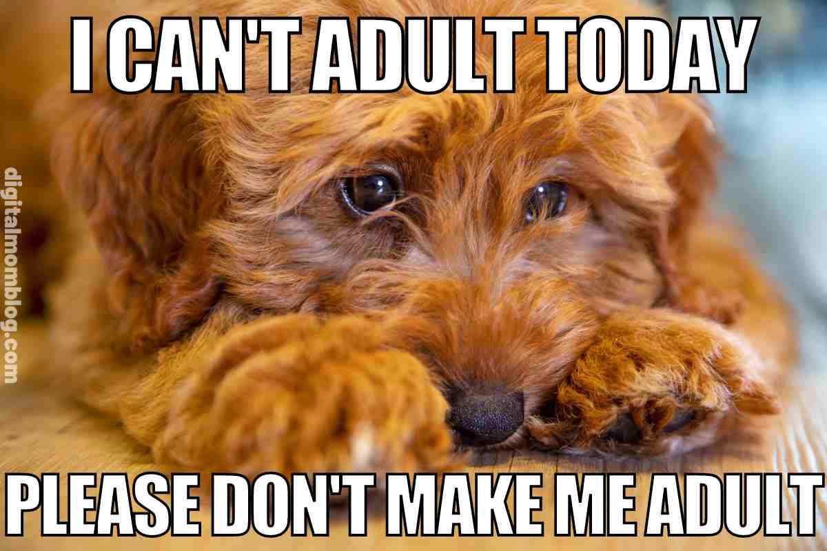 i cant adult today meme i cant adult today meme