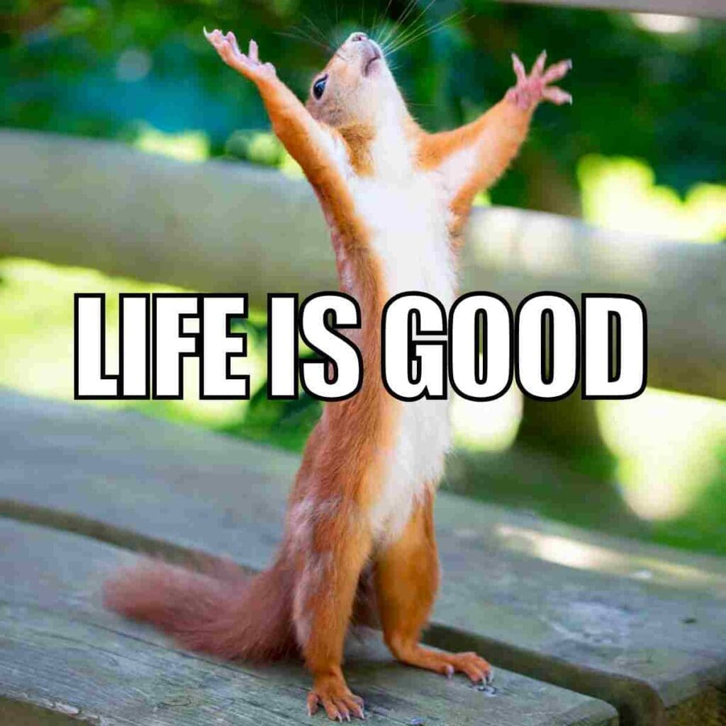 life is good meme funny life is good meme funny