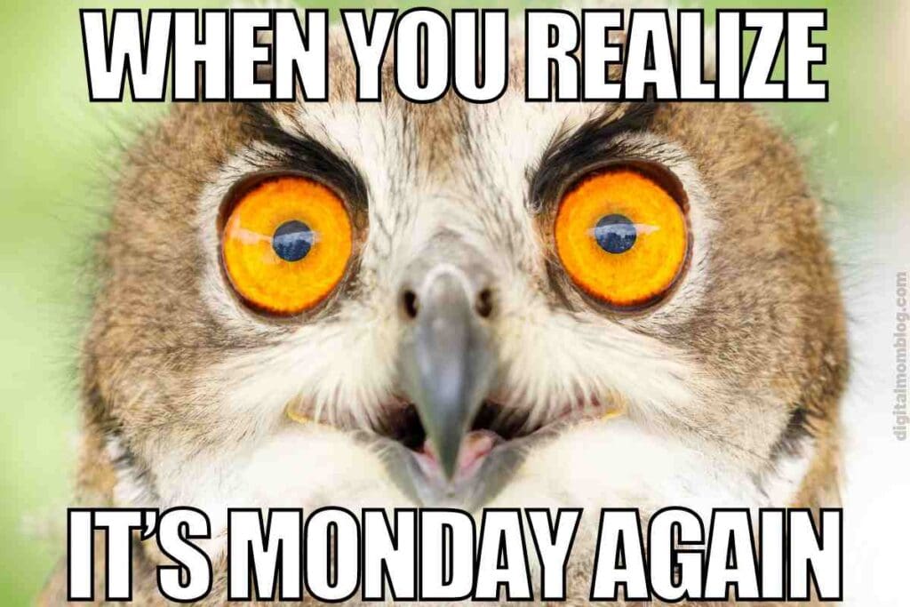 monday meme Meme of an owl with wide, shocked eyes and text saying 'When you realize it's Monday again,' capturing that Monday morning dread with feathered intensity.