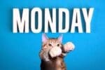 A cat dramatically pawing beneath the bold white letters spelling 'MONDAY' on a blue background, perfectly capturing the universal Monday blues in meme form.