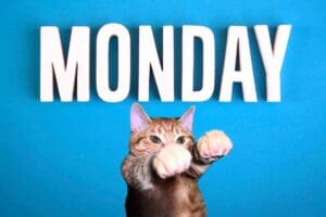 A cat dramatically pawing beneath the bold white letters spelling 'MONDAY' on a blue background, perfectly capturing the universal Monday blues in meme form.
