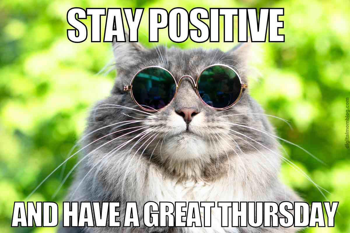 positive thursday meme Cool cat wearing sunglasses with text saying, 'Stay Positive and Have a Great Thursday,' ready to strut through the week like it's the catwalk.
