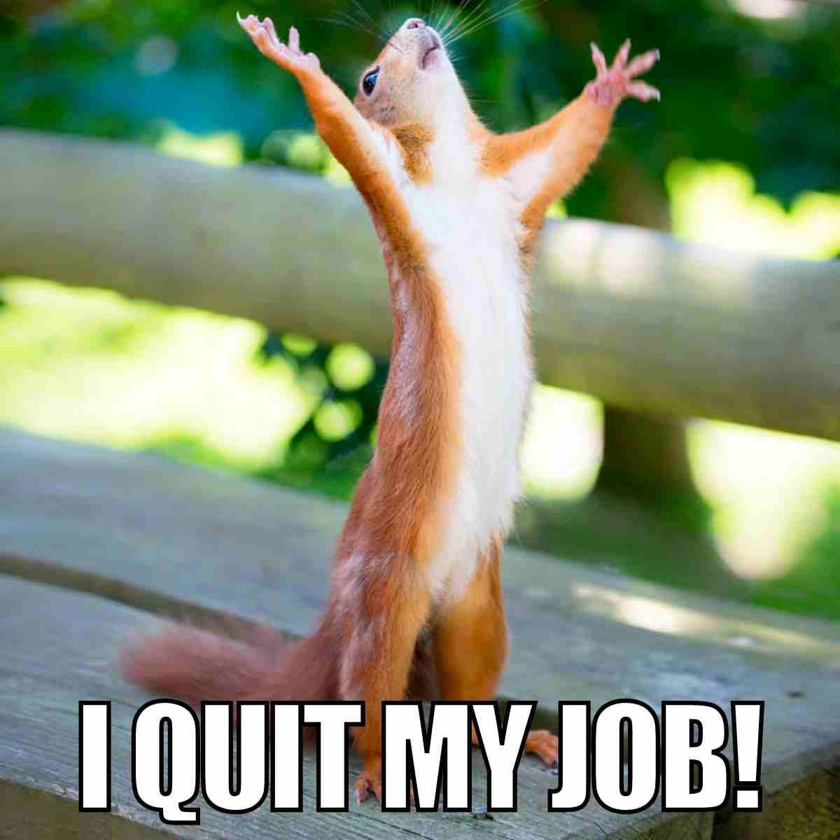 quit my job meme Meme featuring a triumphant squirrel standing tall with raised arms and the text 'I Quit My Job!', capturing that quitting fantasy vibe.