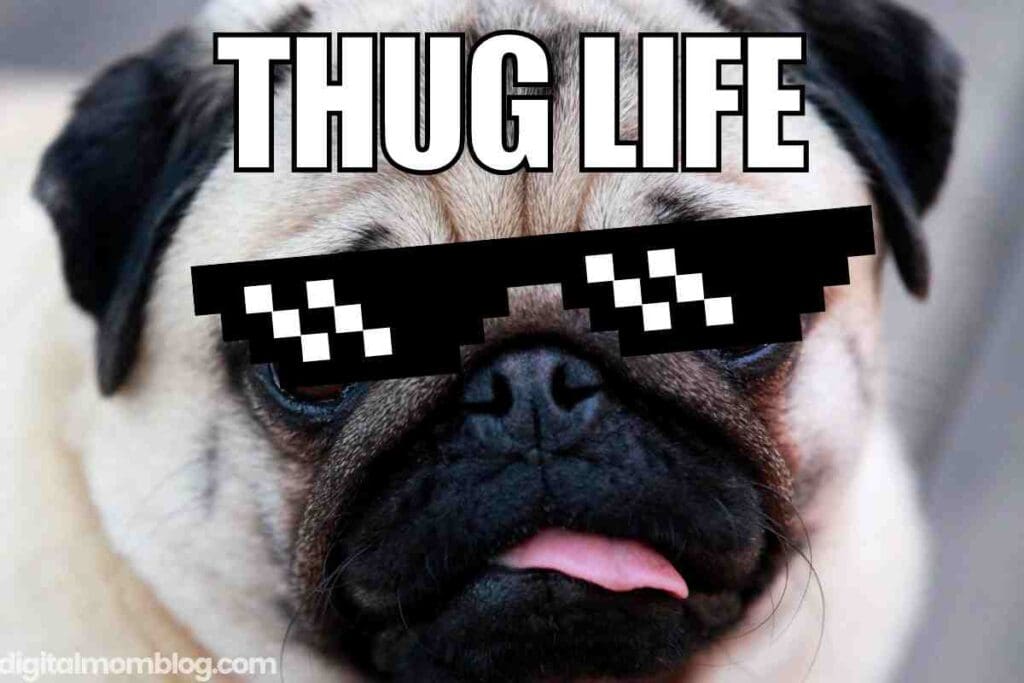 thug life meme thug life meme