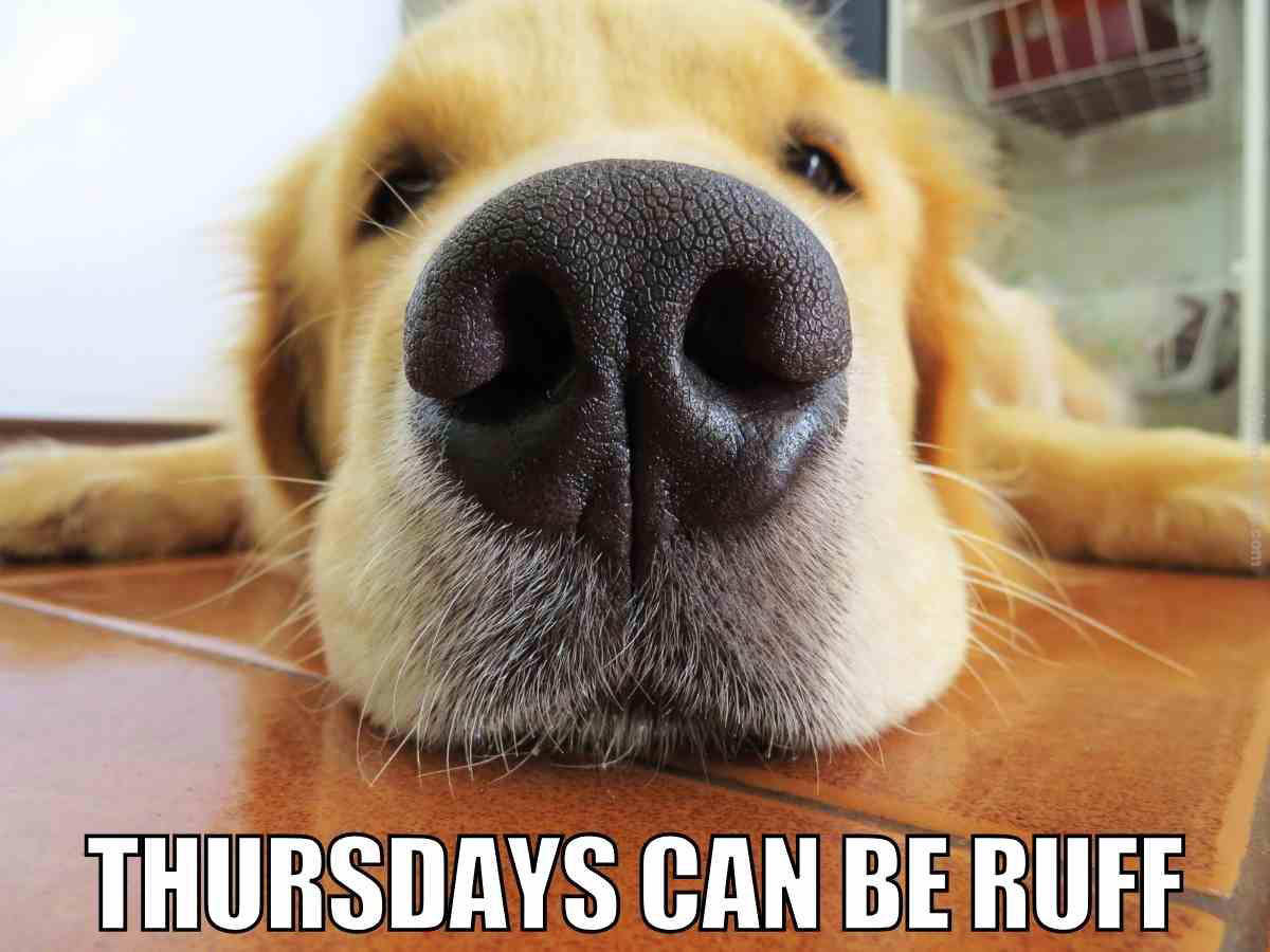 thursday dog meme Close-up of a golden retriever's nose resting on the floor with the caption 'Thursdays can be ruff in a Thursday dog meme