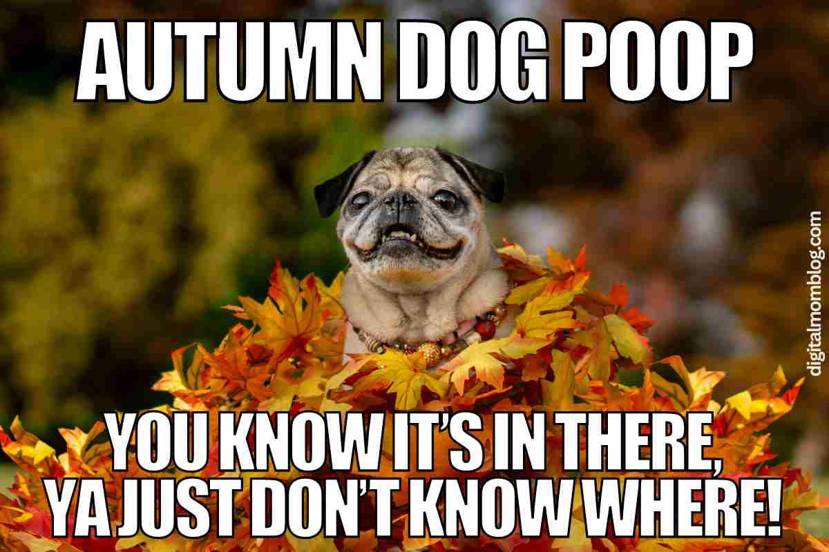 autumn dog poop meme leaves autumn dog poop meme leaves