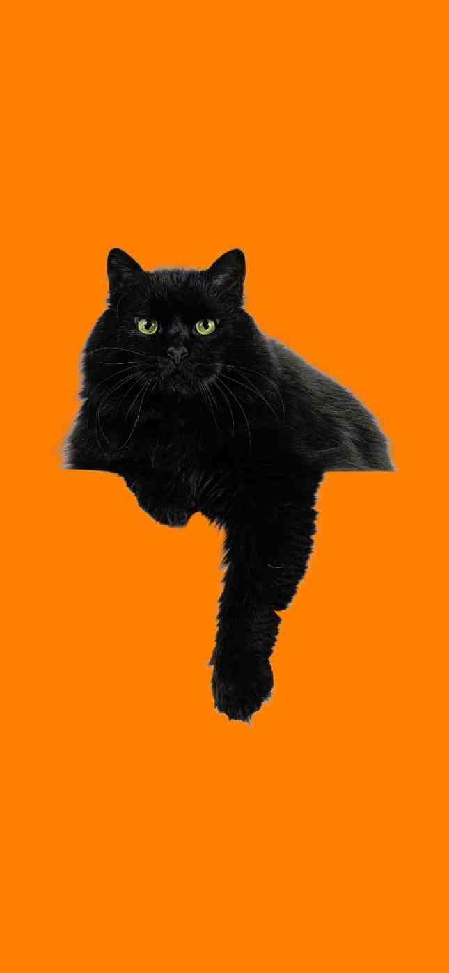 black cat iphone wallpaper black cat iphone wallpaper