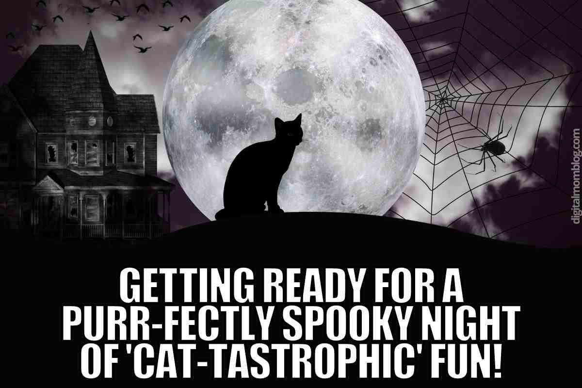 cat halloween meme cat halloween meme