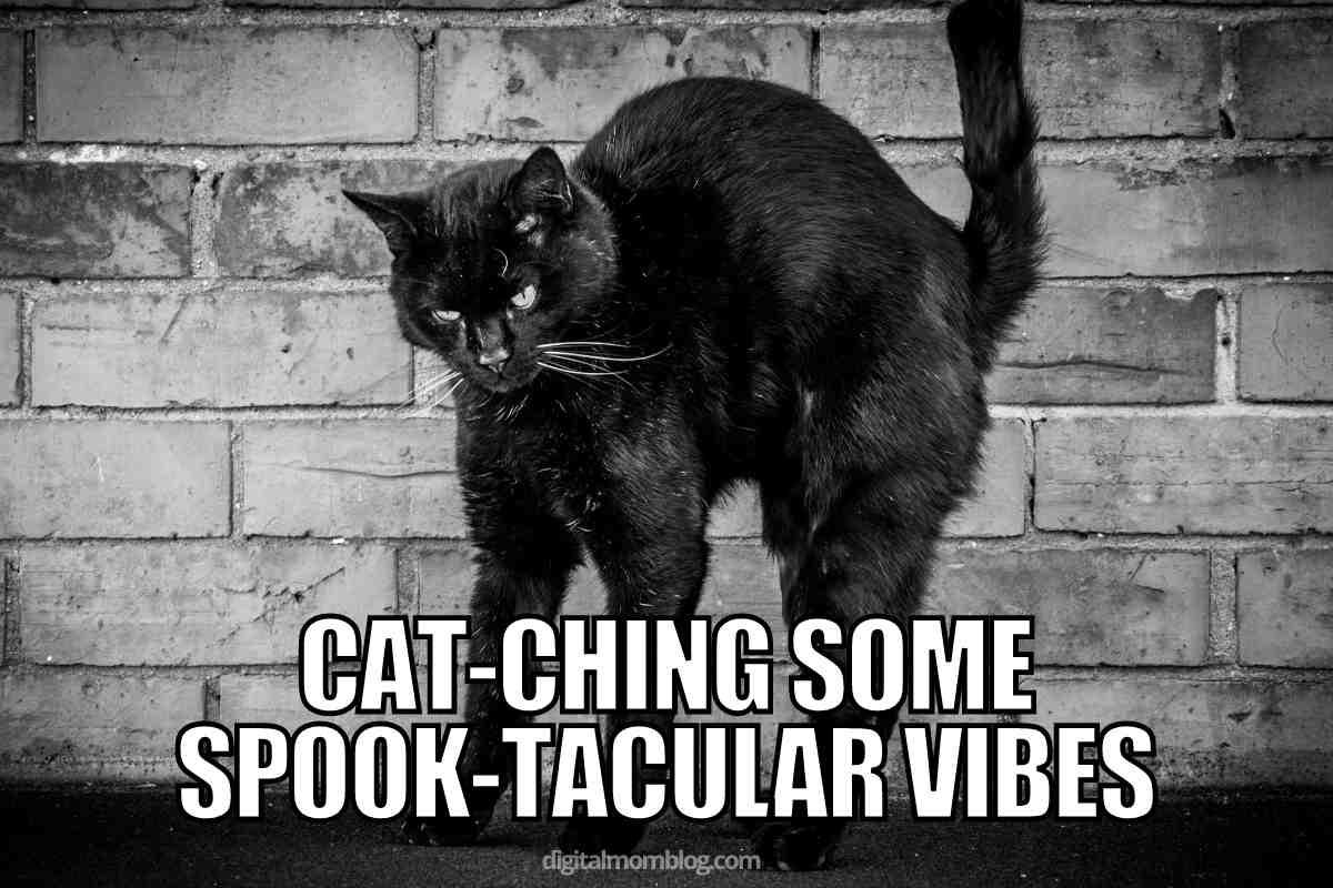 cat meme halloween cat meme halloween