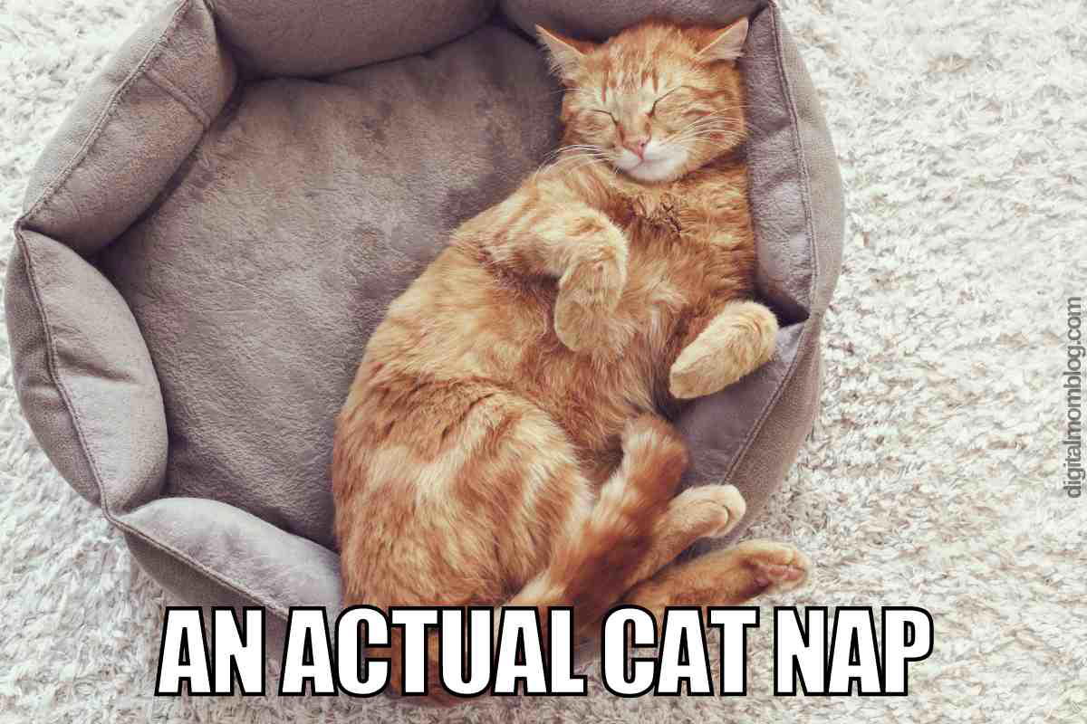 cat nap meme A meme showing a ginger cat sleeping cozily in a pet bed with the text 'An Actual Cat Nap', humorously capturing the concept of a 'cat nap'.