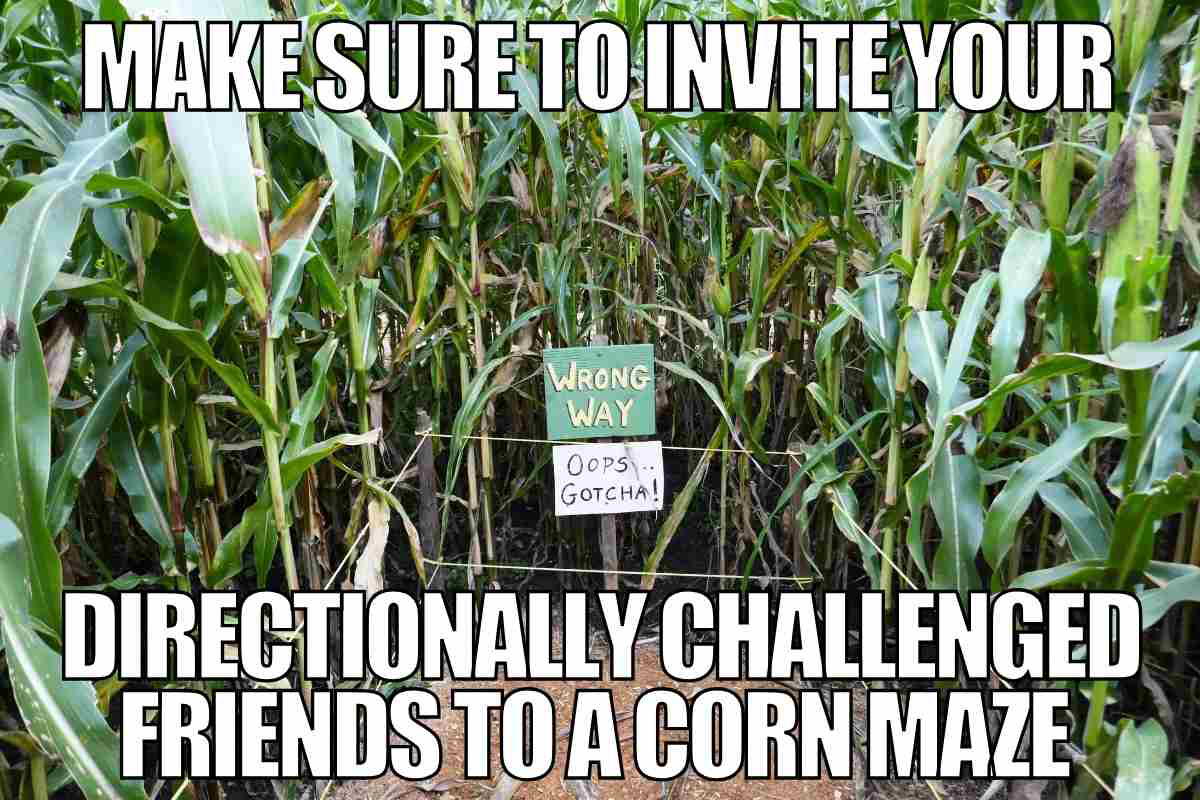corn maze meme corn maze meme