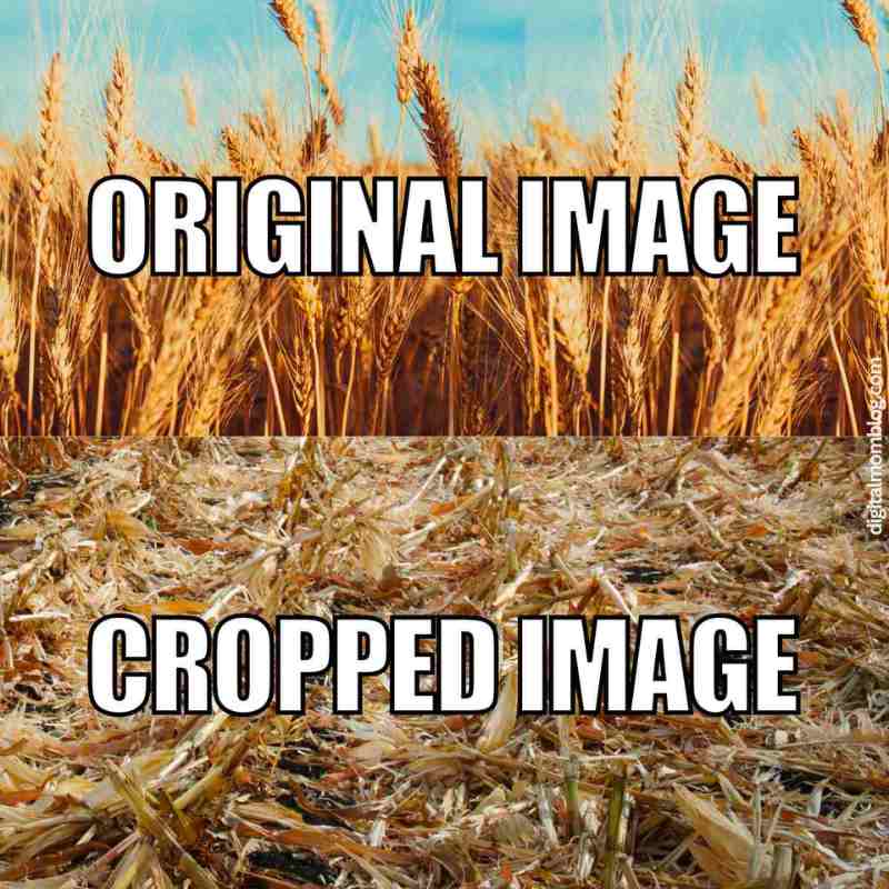 crops meme harvest crops meme harvest