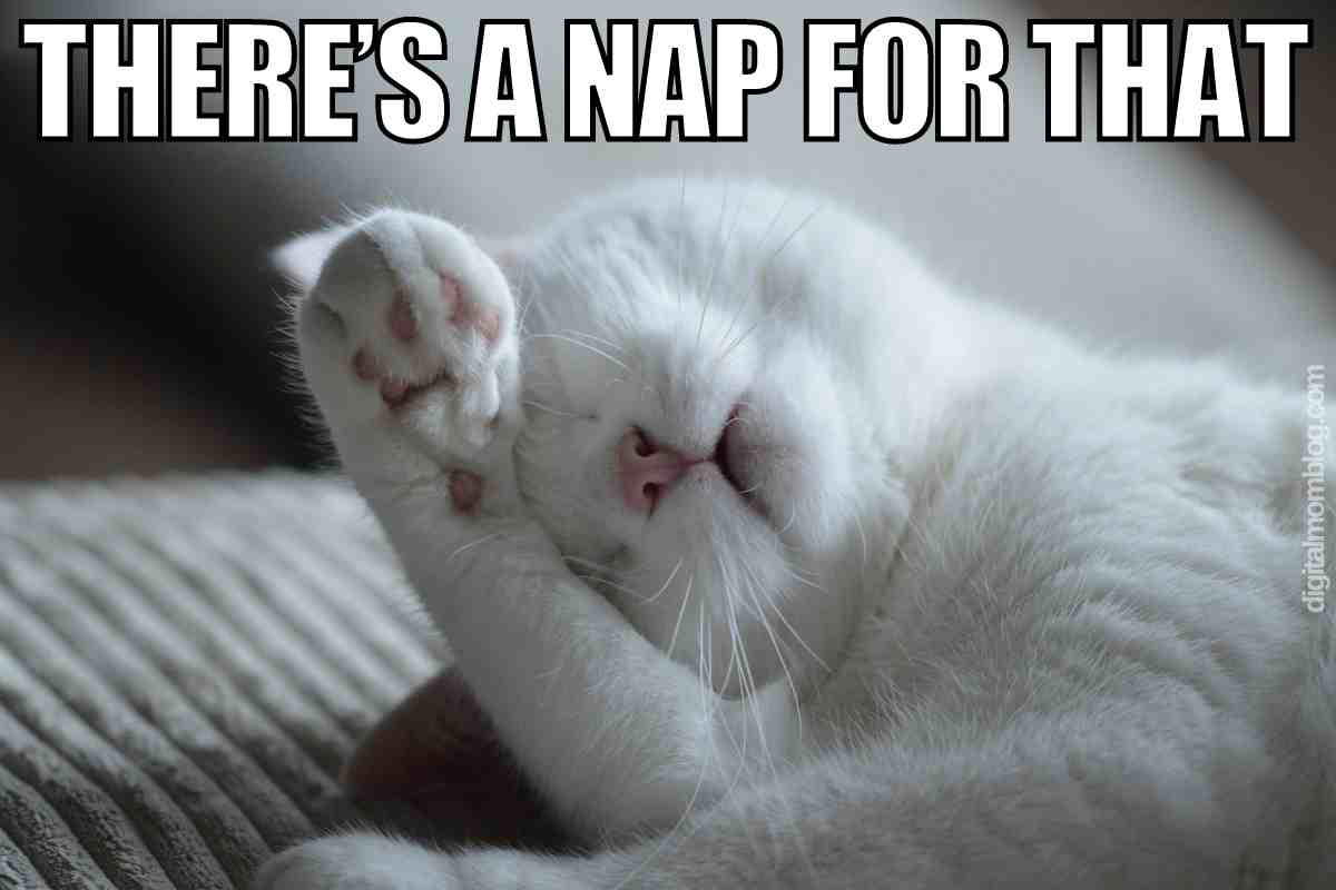 funny nap meme A cute white cat asleep with its paw over its face, featured in a meme with the caption 'There's a nap for that.'