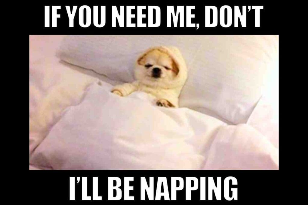 funny napping meme A meme showing an adorable dog snuggled in bed with the text 'If you need me, don't. I'll be napping.' Perfect vibes for lazy days and expert nappers!