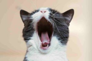 Meme of a yawning cat, clearly exhausted from all those latenight mouse dreams, with its mouth wide open in a dramatic show of bedhead vibes.