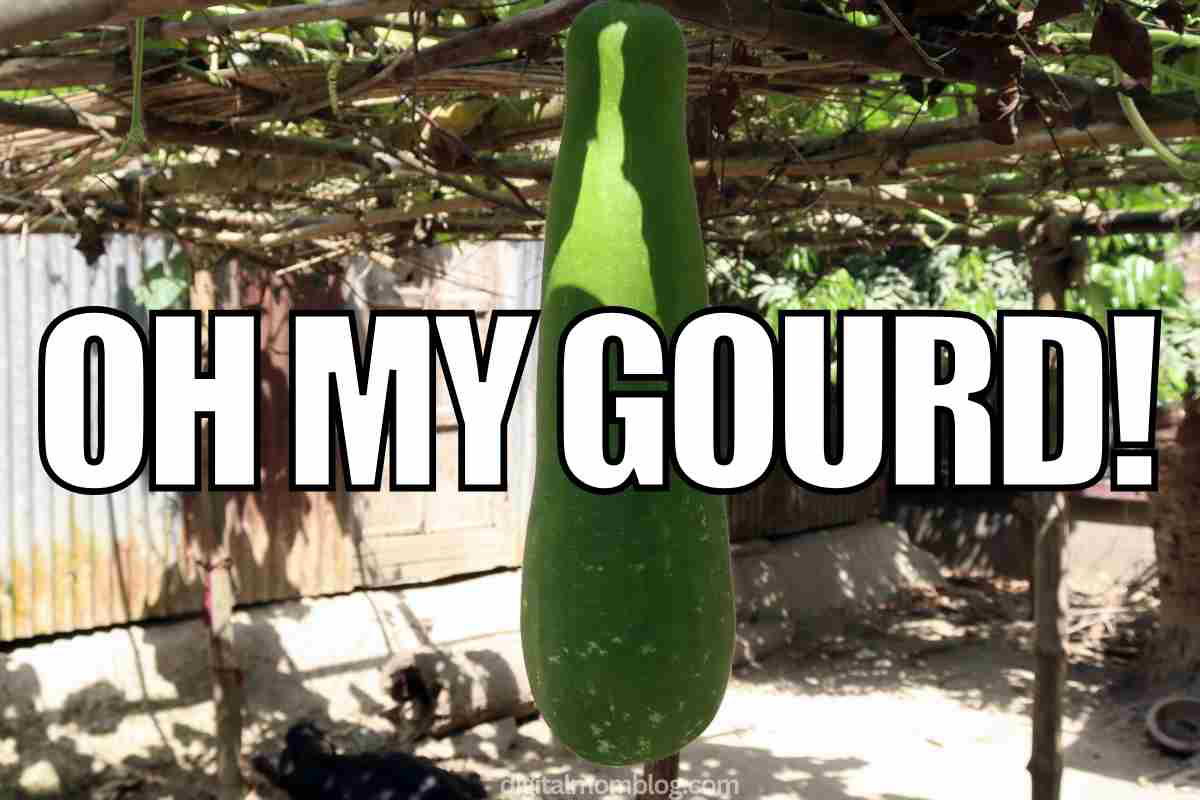 gourd meme gourd meme
