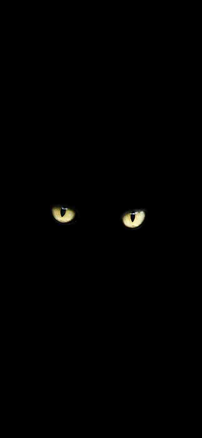 halloween black cat iphone wallpaper halloween black cat iphone wallpaper