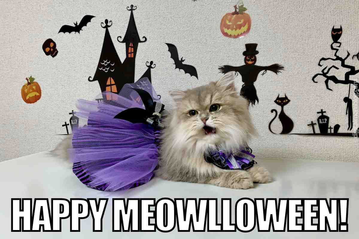 halloween cat meme halloween cat meme