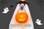 halloween memes