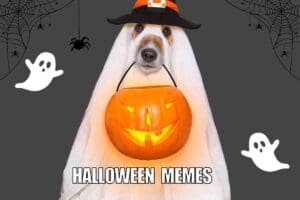 halloween memes