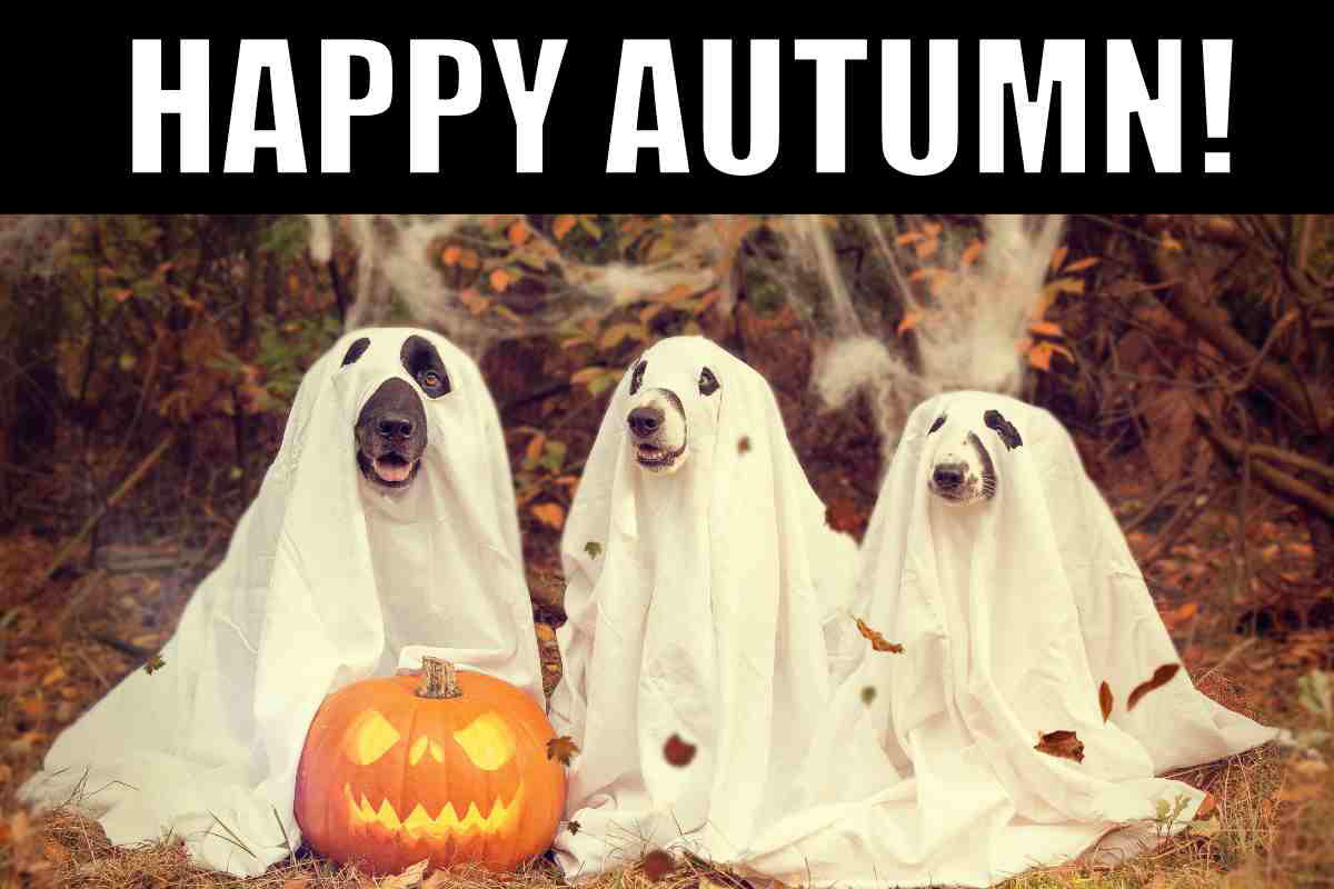happy autumn meme happy autumn meme dog ghosts in leaves with a pumpkin