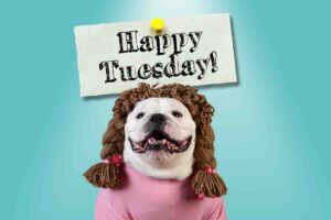 Bulldog wearing a wig and a sweater, cheerfully wishing you a 'Happy Tuesday!' because even dogs wish for Fridays to come faster in this hilarious meme.