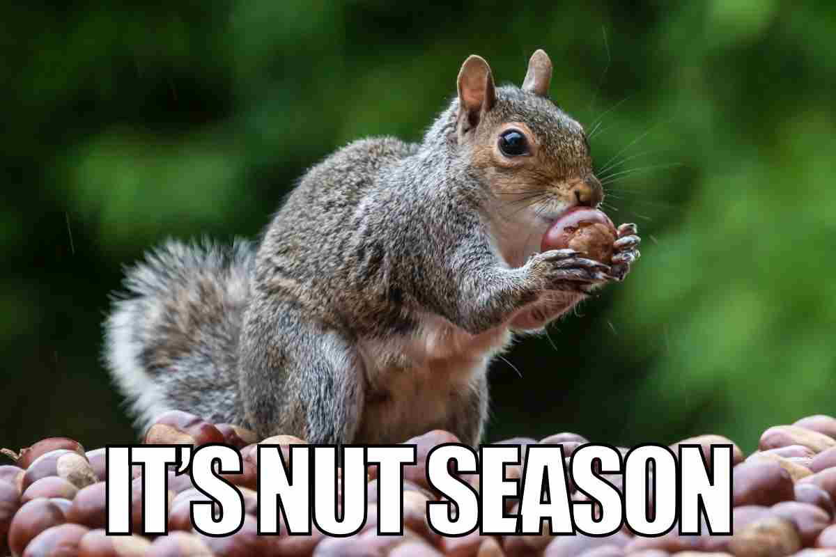 nuts meme nuts meme