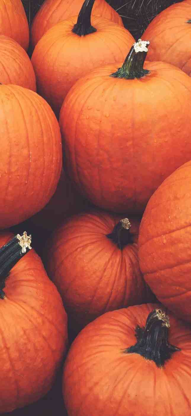 pumpkins iphone wallpaper pumpkins iphone wallpaper