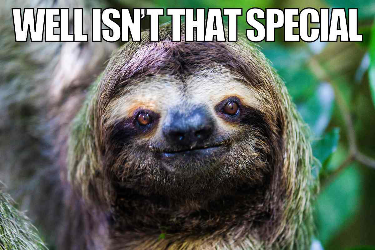special meme special meme