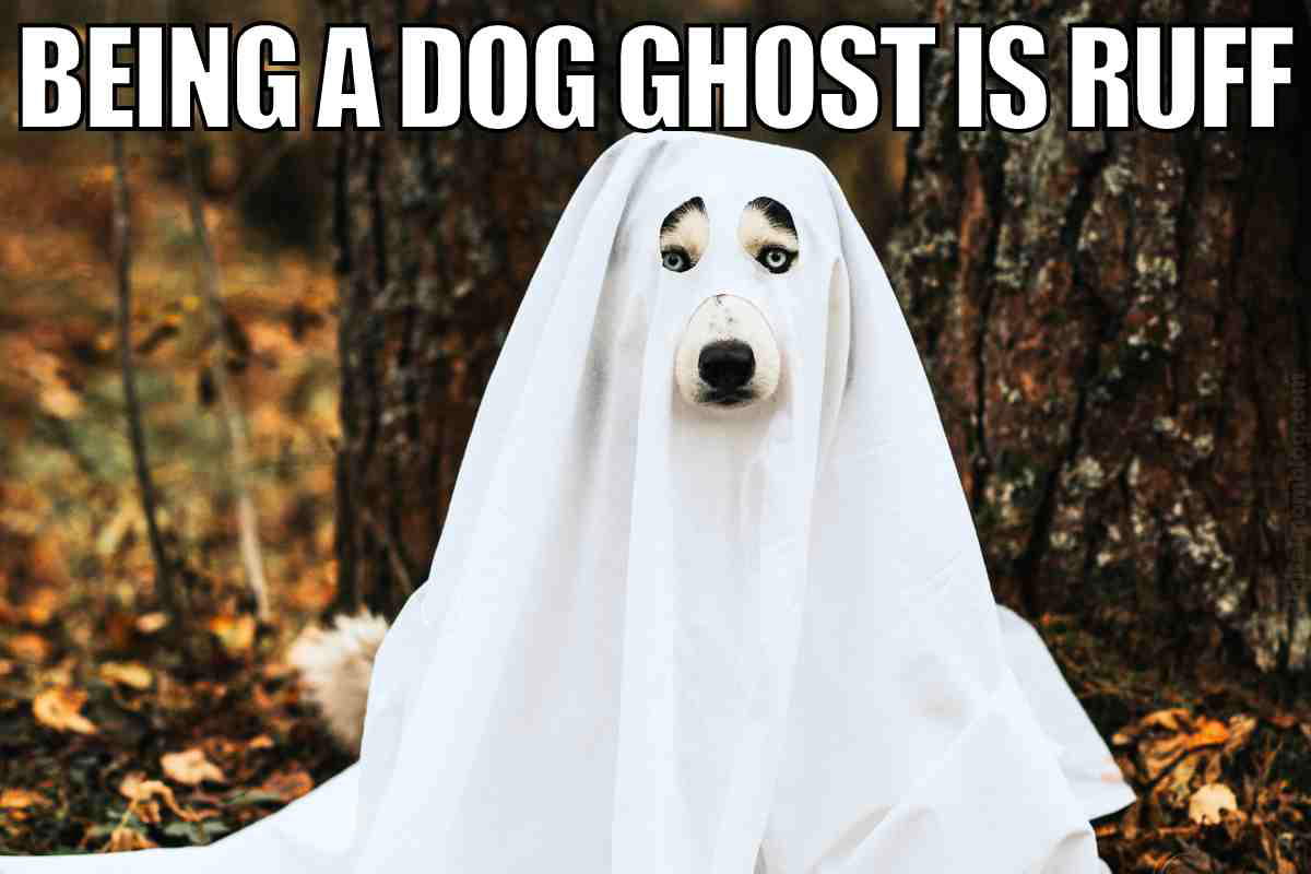 dog ghost meme Meme of a dog draped in a white sheet with eye holes, captioned 'Being a dog ghost is ruff,' humorously suggesting it's tough to be a phantom pooch.