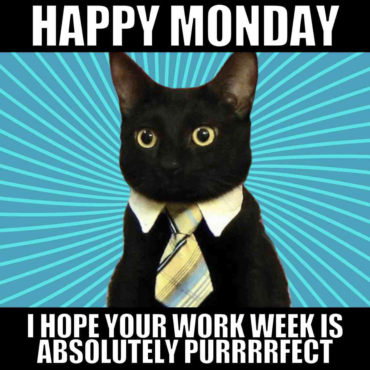 happy monday meme cat Meme of a black cat wearing a tie with text saying 'Happy Monday' and wishing an 'absolutely purrrrfect' week, blending Monday humor with feline flair to tackle those Monday blues with a smile.