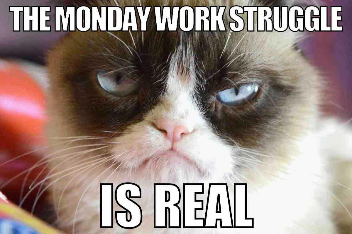 monday work struggles meme Meme featuring a grumpy cat with the text 'The Monday work struggle is real,' capturing the universal dread of Monday mornings.