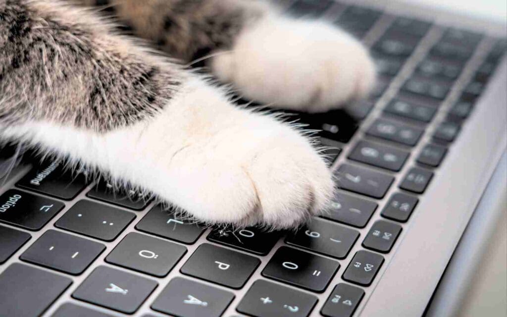 Meme of a cat’s paws on a laptop keyboard, humorously implying feline productivity in the office.