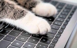 Meme of a cat’s paws on a laptop keyboard, humorously implying feline productivity in the office.