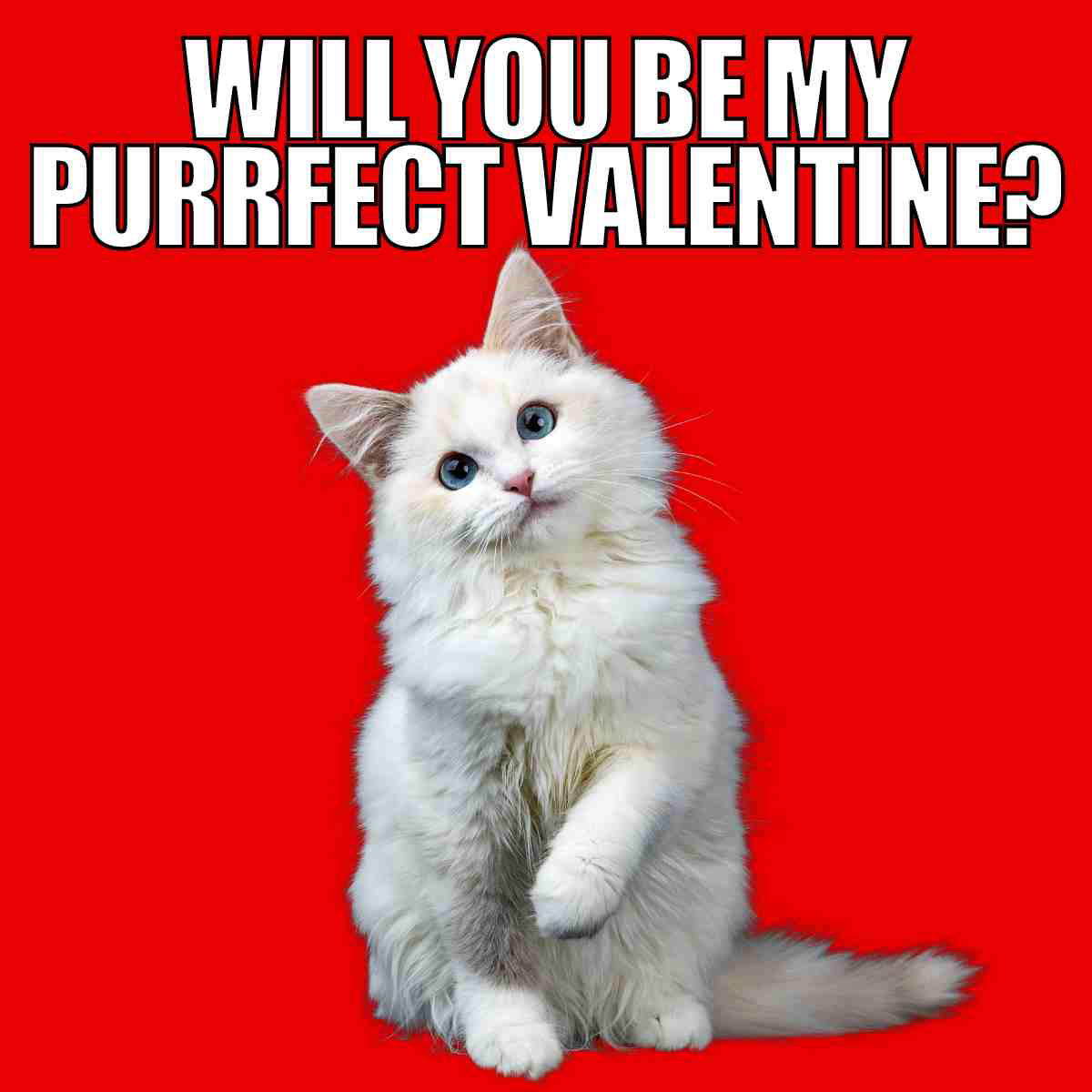 will you be my valentine cat meme.jpg 1 Meme featuring a fluffy white cat with the text 'Will You Be My Purrfect Valentine?' on a bold red background, playfully asking for some feline love this Valentine's Day.