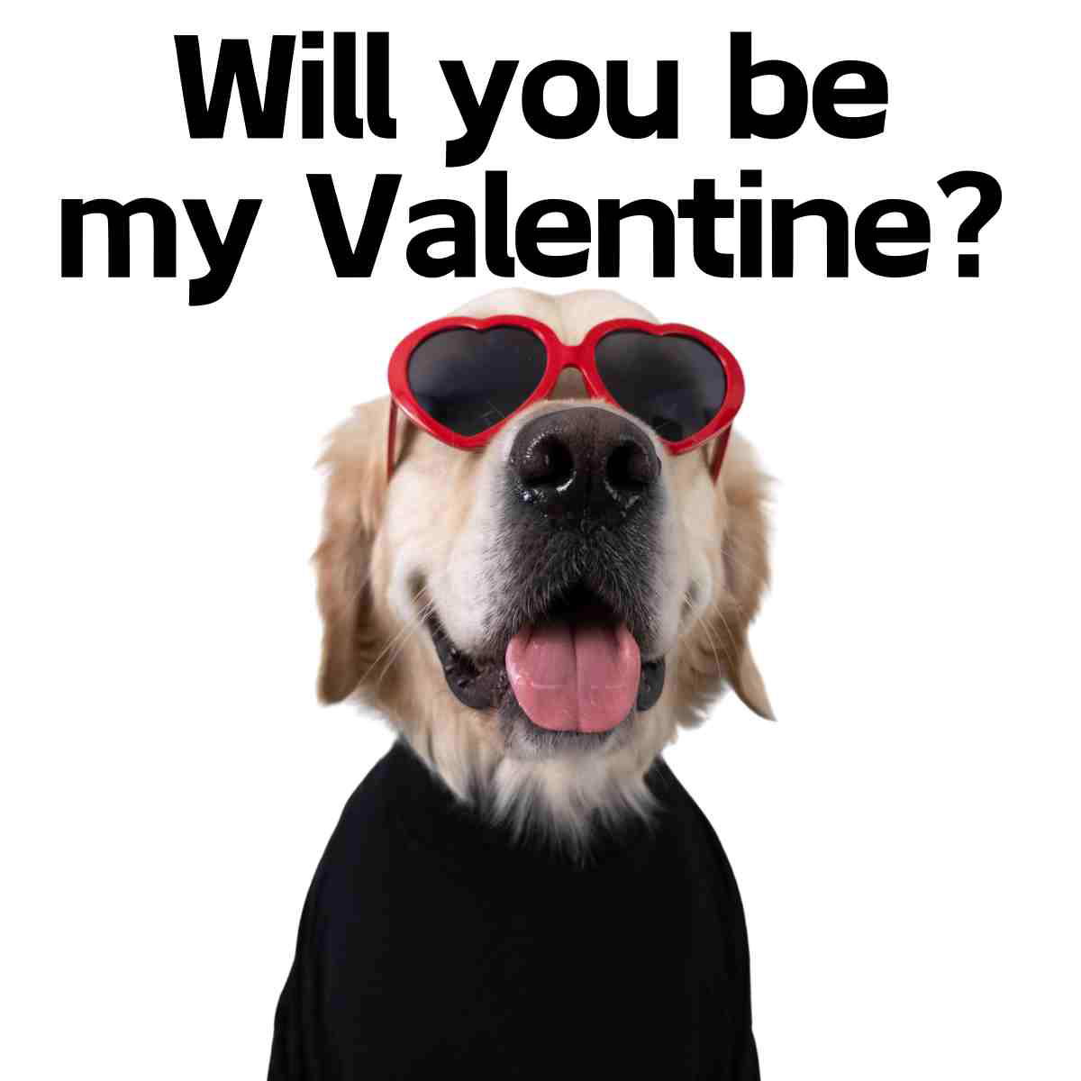 will you be my valentine dog meme.jpg Meme of a dog wearing heartshaped sunglasses, asking 'Will you be my Valentine?' with a puppylove grin, humorously seeking some canine companionship for Valentine's Day.