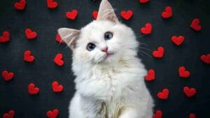 Fluffy white cat surrounded by floating red hearts, looking adorable and slightly confused—Valentine's meme titled 'Purrfect Love'.